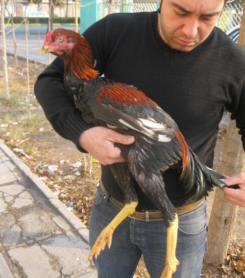 عکس احمد لاری