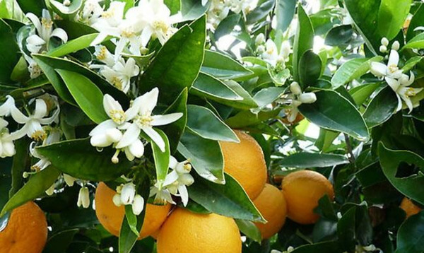 عکس شکوفه های بهار نارنج