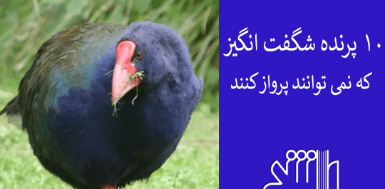 عکس پرواز ذهن