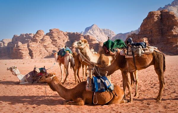 عکس شتر کوهی