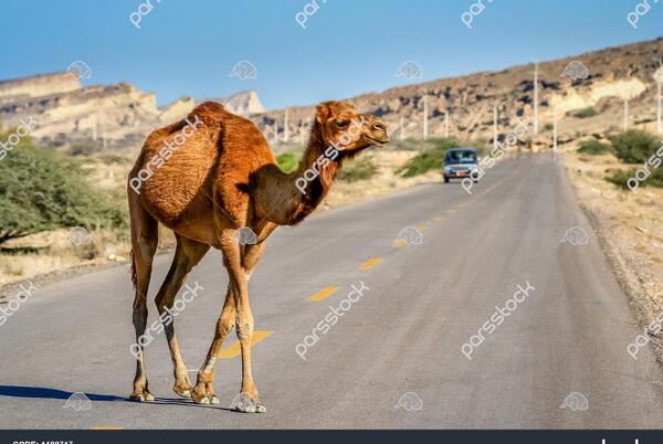عکس شتر کوهی