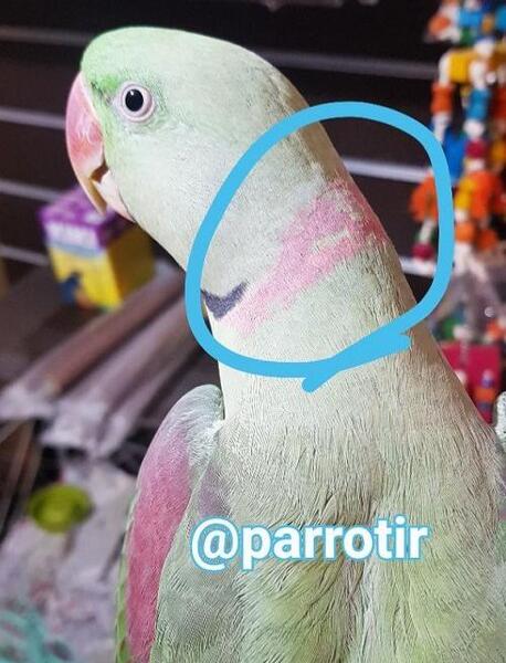 عکس شاه طوطی بزرگ