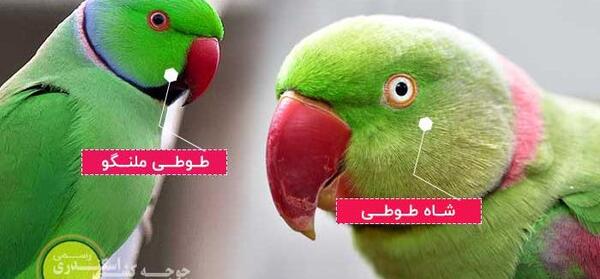 عکس شاه طوطی بزرگ