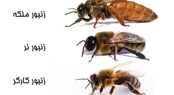 عکس بچه زنبورعسل