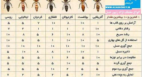 عکس بچه زنبورعسل