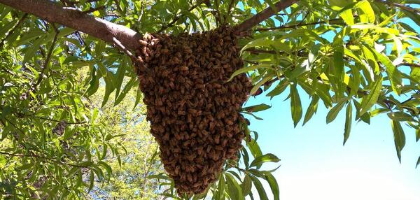 عکس بچه زنبورعسل