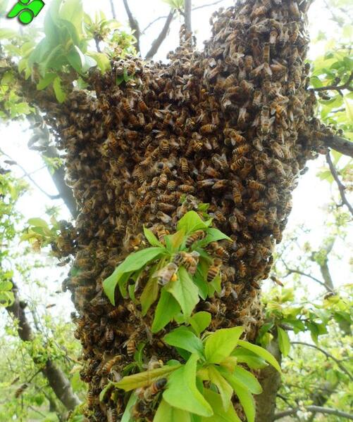 عکس بچه زنبورعسل