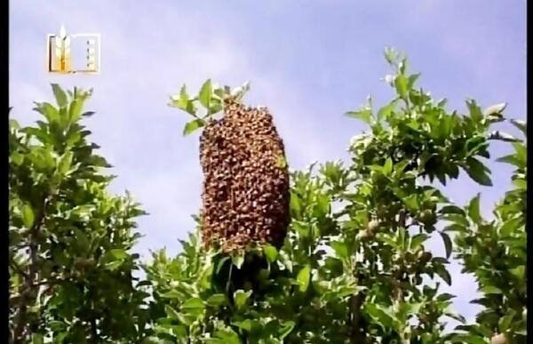 عکس بچه زنبورعسل