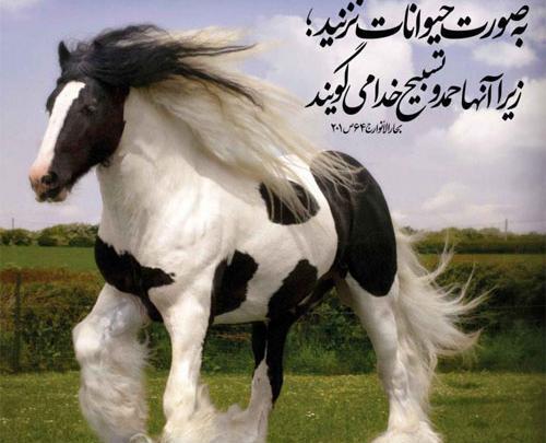عکس اسب حضرت محمد
