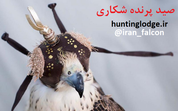 عکس شاهین چرخ