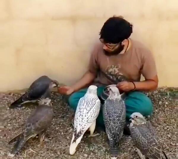 عکس شاهین چرخ