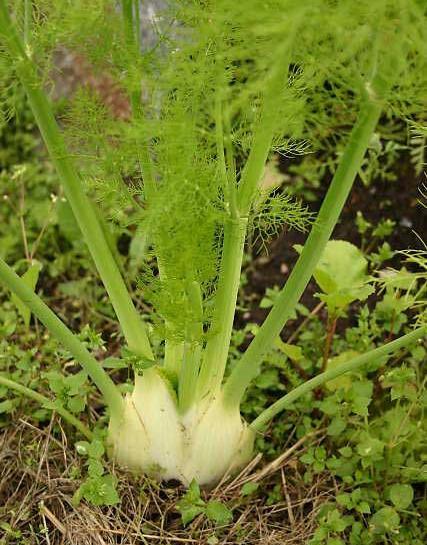 عکس بوته رازیانه