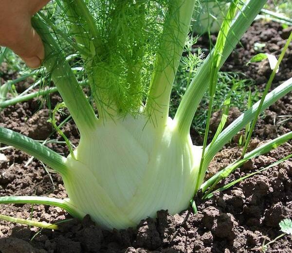 عکس بوته رازیانه