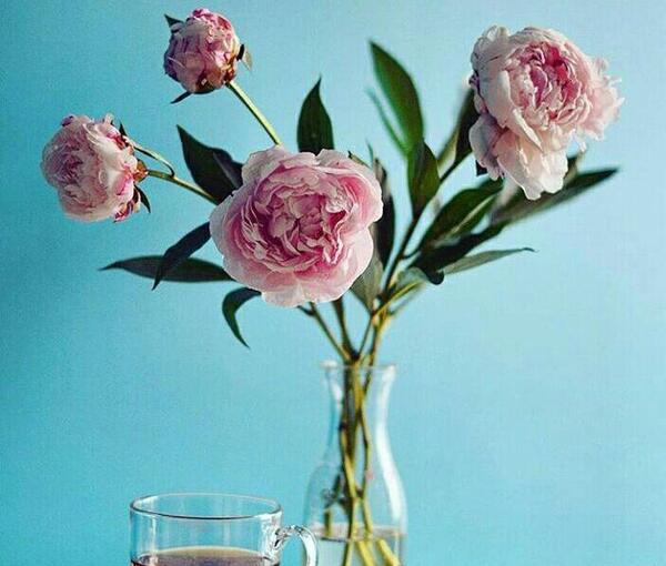 عکس باران چای