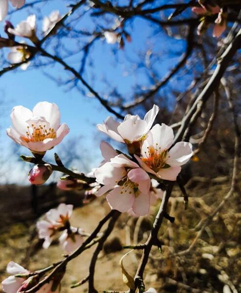 عکس شکوفه قاسمی