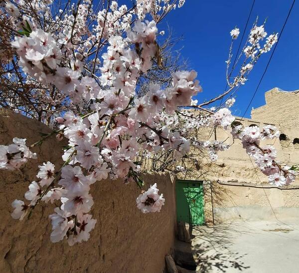 عکس شکوفه قاسمی