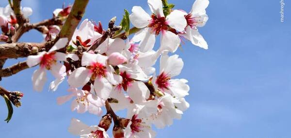 عکس شکوفه قاسمی