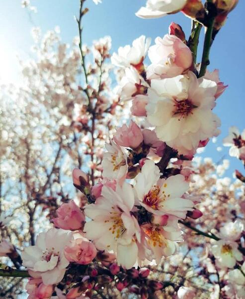 عکس شکوفه قاسمی