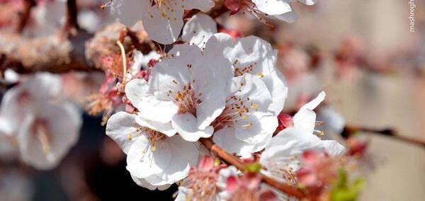 عکس شکوفه قاسمی