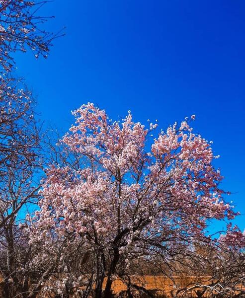 عکس شکوفه قاسمی