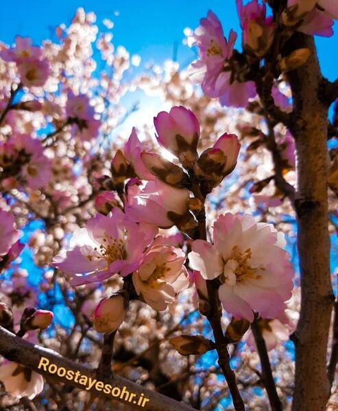 عکس شکوفه قاسمی