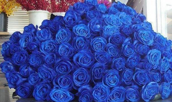عکس دسته گل رز آبی طبیعی