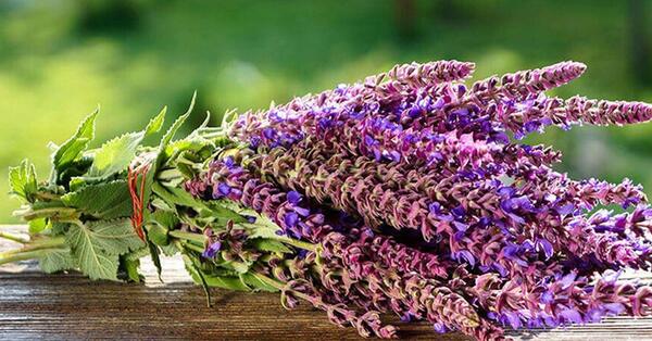 عکسهای گل مریم گلی