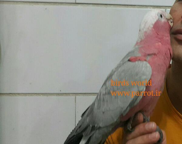 عکس طوطی گالارز