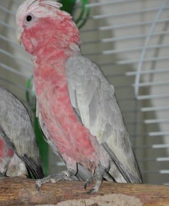 عکس طوطی گالارز