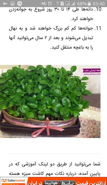 عکس سبزه لپه