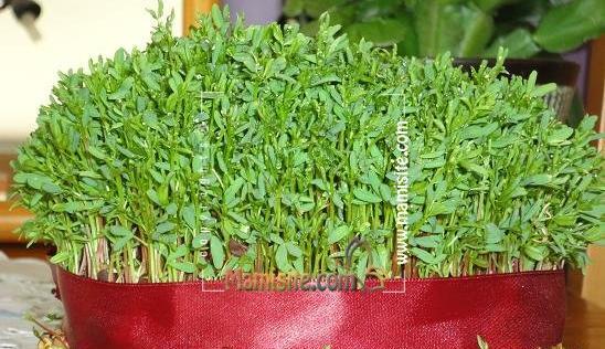 عکس سبزه لپه