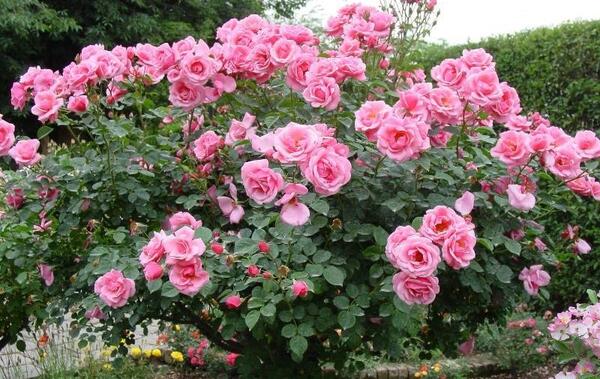 عکس طبیعت برای پروفایل بهار