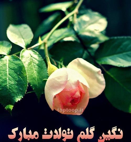 عکس نوشته در مورد تولد نگین