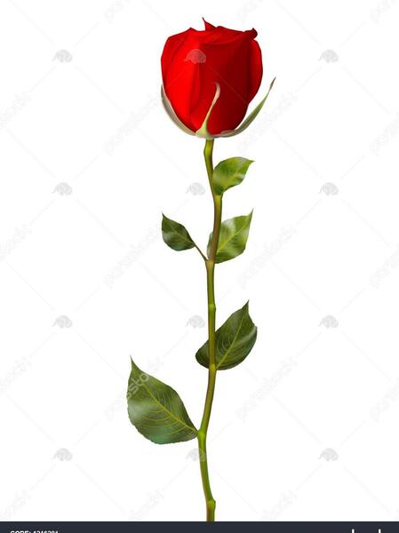 عکس گل رز تک