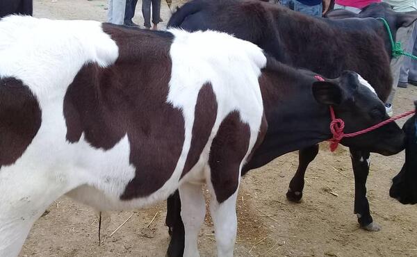 عکس گاو شیری ایرانی