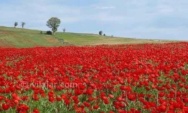 عکس شقایق های وحشی