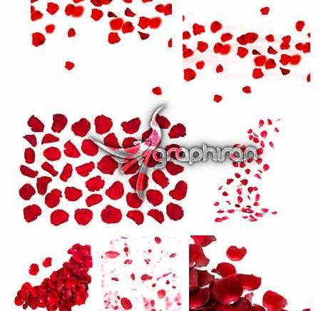 عکس گل رز فتوشاپ