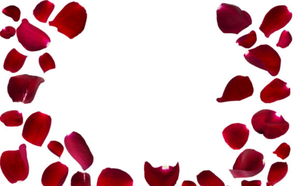 عکس گل رز فتوشاپ