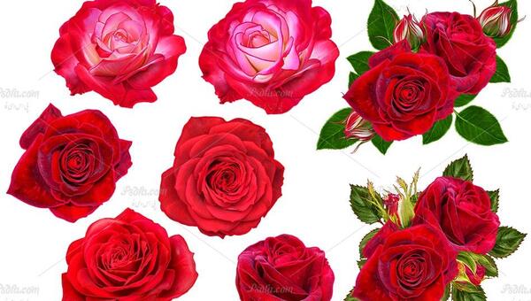 عکس گل رز فتوشاپ