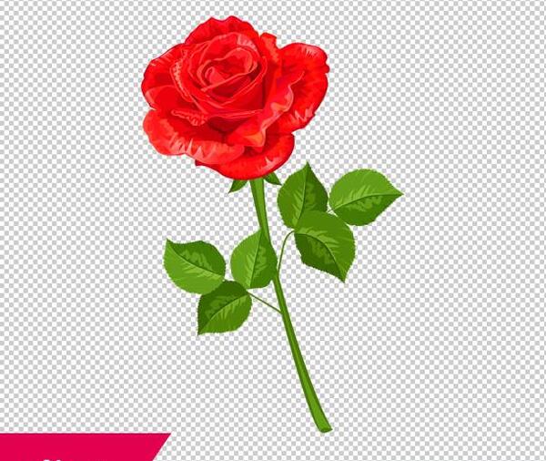 عکس گل رز فتوشاپ