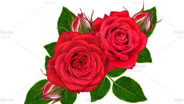 عکس گل رز فتوشاپ