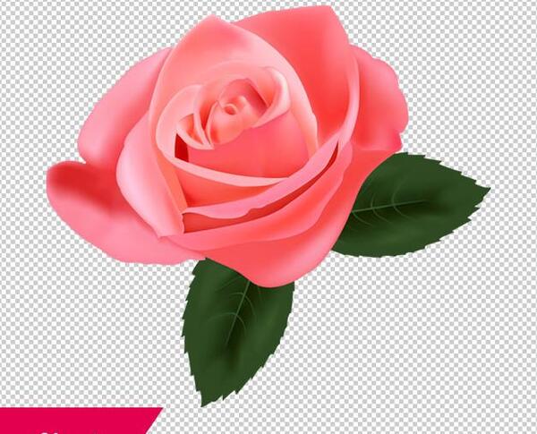 عکس گل رز فتوشاپ