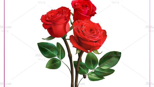 عکس گل رز فتوشاپ