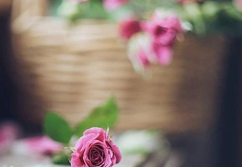 عکس گلهای زیبا برای پروفایل
