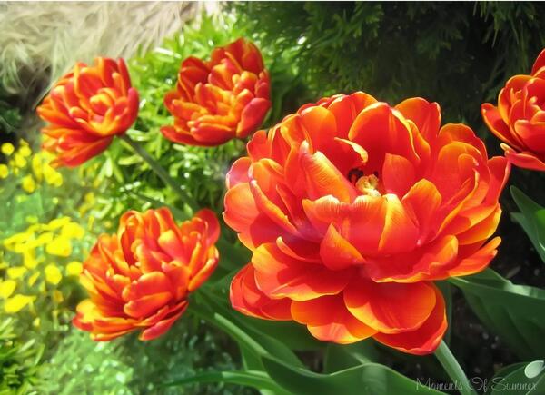 عکسهای گلهای خیلی زیبا