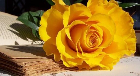 عکسهای گلهای خیلی زیبا