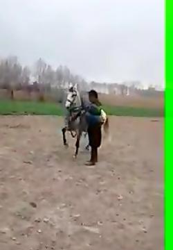 عکس اسب شاه
