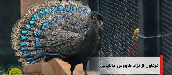 عکس طاووس خاکستری