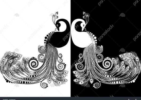 عکس طاووس خاکستری