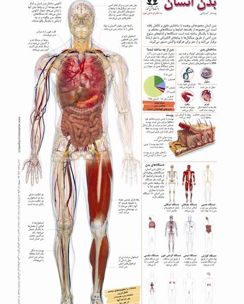 عکس تصاویر آناتومی بدن انسان فارسی